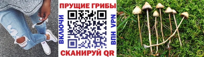Купить где  Гулькевичи  Псилоцибиновые грибы GOLDEN TEACHER 